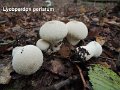 Lycoperdon perlatum-amf1919-1